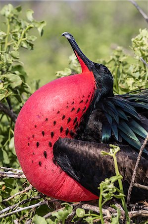 Adult male great frigatebird (Fregata minor), courtship display. Genovesa Island, Galapagos, UNESCO World Heritage Site, Ecuador, South America Photographie de stock - Premium Libres de Droits, Code: 6119-09053946