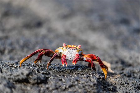 fernandina island - Adult Sally lightfoot crab (Grapsus grapsus) preparing to molt on Fernandina Island, Galapagos, UNESCO World Heritage Site, Ecuador, South America Foto de stock - Sin royalties Premium, Código: 6119-09053950