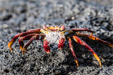 fernandina island - Adult Sally lightfoot crab (Grapsus grapsus), preparing to molt on Fernandina Island, Galapagos, UNESCO World Heritage Site, Ecuador, South America Stock Photo - Premium Royalty-Free, Code: 6119-09053951