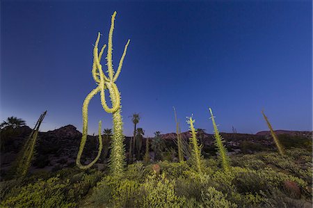 Boojum (Cirio) (Fouquieria columnaris) tree at sunset, Rancho Santa Inez, Baja California, Mexico, North America Foto de stock - Sin royalties Premium, Código: 6119-09053963