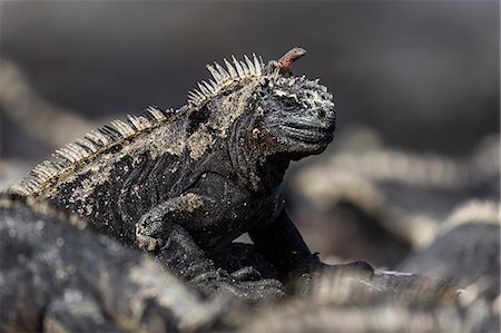 fernandina island - The endemic Galapagos marine iguana (Amblyrhynchus cristatus), with lava lizard, Fernandina Island, Galapagos, UNESCO World Heritage Site, Ecuador, South America Foto de stock - Sin royalties Premium, Código: 6119-09053938