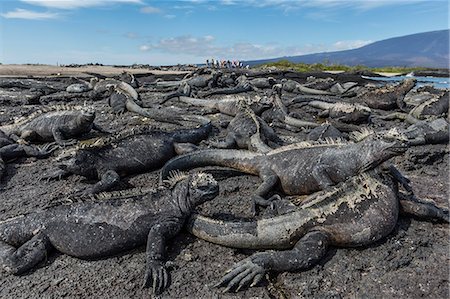 The endemic Galapagos marine iguana (Amblyrhynchus cristatus) basking on Fernandina Island, Galapagos, UNESCO World Heritage Site, Ecuador, South America Fotografie stock - Premium Royalty-Free, Codice: 6119-09053939