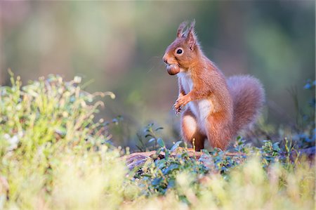 Red squirrel with nut, Cairngorms National Park, Scotland, United Kingdom, Europe Photographie de stock - Premium Libres de Droits, Code: 6119-09054096