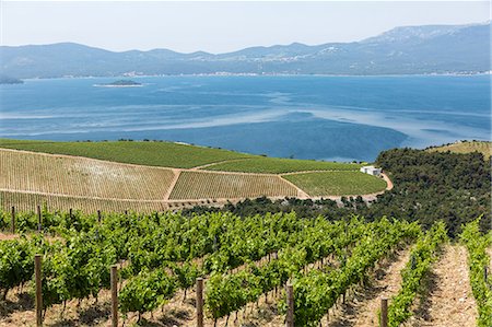 simsearch:6119-07452181,k - Coastal winery on the hills of the Dalmatian Coast, Croatia, Europe Stock Photo - Premium Royalty-Free, Code: 6119-09054174