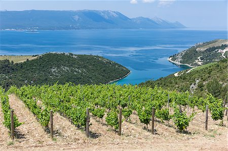 simsearch:6119-07452181,k - Coastal winery on the hills of the Dalmatian Coast, Croatia, Europe Stock Photo - Premium Royalty-Free, Code: 6119-09054175