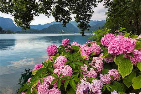 eslovenia - Bled Island and Church of the Assumption of Maria from the lakeshore, Bled, Slovenia, Europe Photographie de stock - Premium Libres de Droits, Code: 6119-09054196