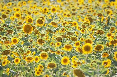 sunflower - Field of sunflowers, Moustiers Sainte Marie, Alpes de Haute Provence, Provence, France, Europe Foto de stock - Sin royalties Premium, Código: 6119-09054281