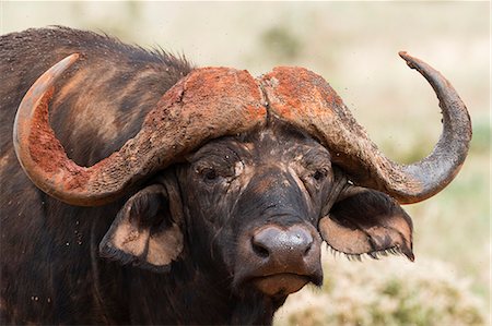 African buffalo (Syncerus caffer), Tsavo, Kenya, East Africa, Africa Foto de stock - Sin royalties Premium, Código: 6119-09054341