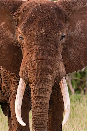 endangered species - Portrait of an African elephant (Loxodonta africana), looking at the camera, Tsavo, Kenya, East Africa, Africa Stock Photo - Premium Royalty-Free, Code: 6119-09054353