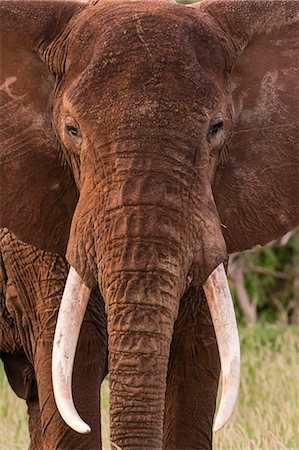 elephant front - Portrait of an African elephant (Loxodonta africana), looking at the camera, Tsavo, Kenya, East Africa, Africa Stock Photo - Premium Royalty-Free, Code: 6119-09054353