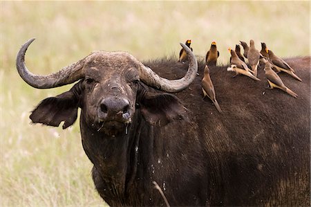 Yellow-billed oxpeckers (Buphagus africanus) on the back of an African buffalo (Syncerus caffer), Tsavo, Kenya, East Africa, Africa Stock Photo - Premium Royalty-Free, Code: 6119-09054317