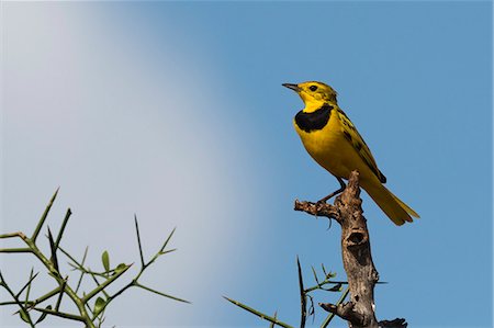 A male golden pipit (Tmetothylacus tenellus) on a branch, Tsavo, Kenya, East Africa, Africa Stock Photo - Premium Royalty-Free, Code: 6119-09054323