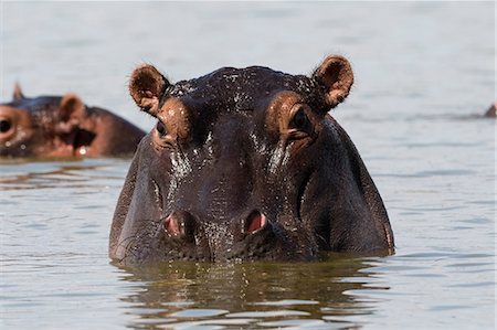 simsearch:6119-09062126,k - A Hippopotamus (Hippopotamus amphibius) looking at the camera, Tsavo, Kenya, East Africa, Africa Foto de stock - Sin royalties Premium, Código: 6119-09054332