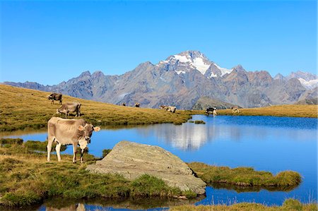 provincia di sondrio - Cows grazing on the shore of Lakes of Campagneda, Malenco Valley, Province of Sondrio, Valtellina, Lombardy, Italy, Europe Fotografie stock - Premium Royalty-Free, Codice: 6119-09062023