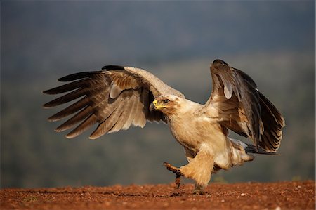 spreading wings - Tawny eagle (Aquila rapax), Zimanga Private Game Reserve, KwaZulu-Natal, South Africa, Africa Stock Photo - Premium Royalty-Free, Code: 6119-09062153