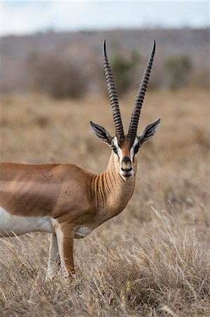 simsearch:6119-09062126,k - A Grant's gazelle (Gazella granti), looks into the camera, Tsavo, Kenya, East Africa, Africa Foto de stock - Sin royalties Premium, Código: 6119-09062150