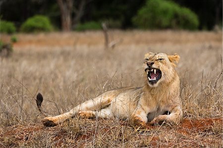 female lion lying down - A lion (Panthera leo) yawning, Tsavo, Kenya, East Africa, Africa Stock Photo - Premium Royalty-Free, Code: 6119-09062151