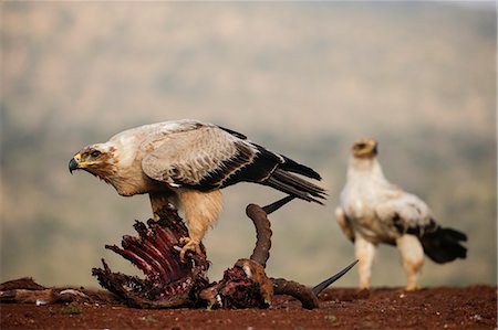 Tawny eagle (Aquila rapax) on carcass, Zimanga Private Game Reserve, KwaZulu-Natal, South Africa, Africa Photographie de stock - Premium Libres de Droits, Code: 6119-09062160