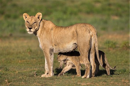 simsearch:841-08568974,k - Lioness (Panthera leo) with cub, Kgalagadi Transfrontier Park, Northern Cape, South Africa, Africa Stock Photo - Premium Royalty-Free, Code: 6119-09062172