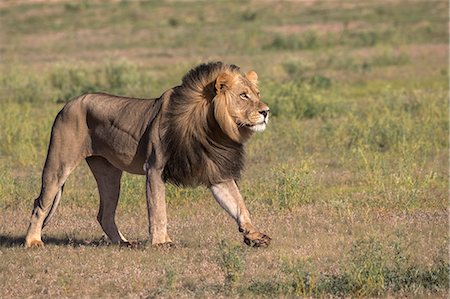 simsearch:6119-07452629,k - Lion (Panthera leo) male, Kgalagadi Transfrontier Park, Northern Cape, South Africa, Africa Photographie de stock - Premium Libres de Droits, Code: 6119-09062176