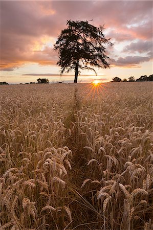 simsearch:6119-08907767,k - Wheat field with path and tree at sunset, near Chipping Campden, Cotswolds, Gloucestershire, England, United Kingdom, Europe Stock Photo - Premium Royalty-Free, Code: 6119-09062196