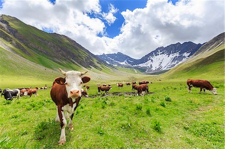 Cows grazing in Malatra Valley, Ferret Valley, Courmayeur, Aosta Valley, Italy, Europe Fotografie stock - Premium Royalty-Free, Codice: 6119-09062106