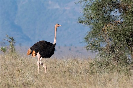 simsearch:6119-09074635,k - A male ostrich (Struthio camelus), Tsavo, Kenya, East Africa, Africa Photographie de stock - Premium Libres de Droits, Code: 6119-09062118