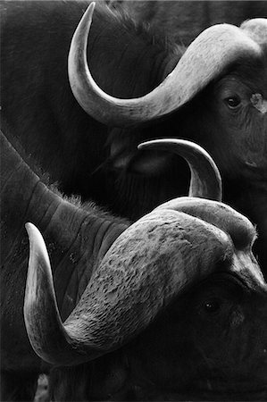 simsearch:614-09110735,k - Close up portrait of an African buffalo (Syncerus caffer) at a waterhole, Tsavo, Kenya, East Africa, Africa Foto de stock - Sin royalties Premium, Código: 6119-09062128