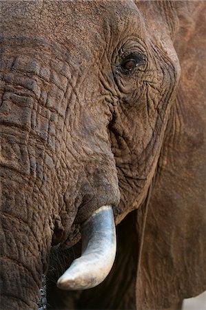 simsearch:6119-09062126,k - Close up portrait of an African elephant (Loxodonta africana), Tsavo, Kenya, East Africa, Africa Foto de stock - Sin royalties Premium, Código: 6119-09062130