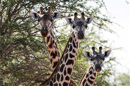 simsearch:6102-07789578,k - Three Maasai giraffes (Giraffa camelopardalis tippelskirchi) looking at the camera, Tsavo, Kenya, East Africa, Africa Photographie de stock - Premium Libres de Droits, Code: 6119-09062134