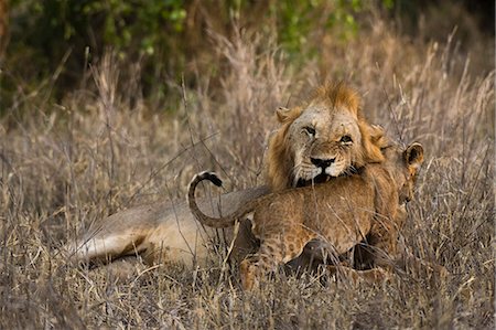 simsearch:6119-08170297,k - A male lion (Panthera leo) with its cub, Tsavo, Kenya, East Africa, Africa Stock Photo - Premium Royalty-Free, Code: 6119-09062135