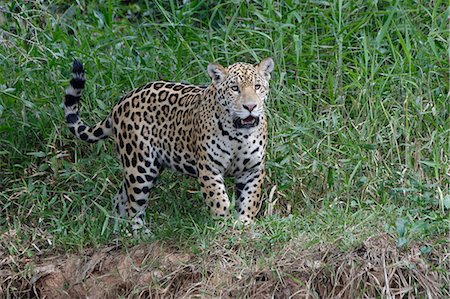 simsearch:841-09135101,k - Young jaguar (Panthera onca) on riverbank, Cuiaba River, Pantanal, Mato Grosso State, Brazil, South America Photographie de stock - Premium Libres de Droits, Code: 6119-09073850