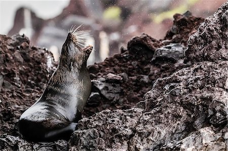 simsearch:841-09135107,k - Adult Galapagos fur seal (Arctocephalus galapagoensis), hauled out on Santiago Island, Galapagos, Ecuador, South America Stock Photo - Premium Royalty-Free, Code: 6119-09073814