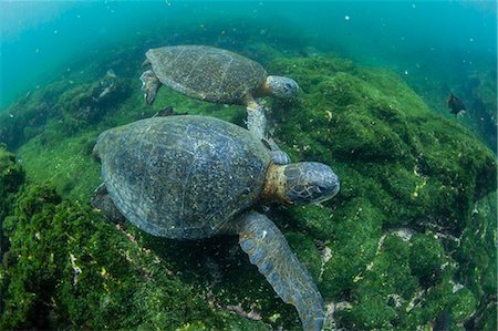 simsearch:6119-09238860,k - Pacific green sea turtles (Chelonia mydas) underwater on Fernandina Island, Galapagos, Ecuador, South America Photographie de stock - Premium Libres de Droits, Code: 6119-09073819