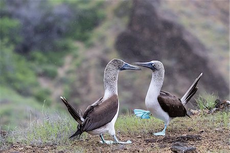 fou à pieds bleus - Blue-footed booby (Sula nebouxii) pair in courtship display on San Cristobal Island, Galapagos, Ecuador, South America Photographie de stock - Premium Libres de Droits, Code: 6119-09073827