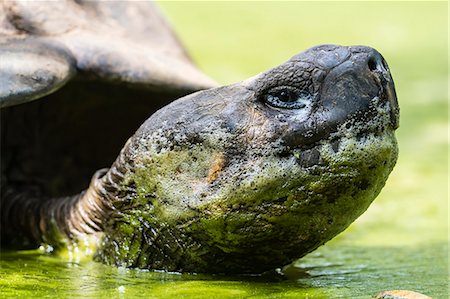 simsearch:6119-09073821,k - Wild Galapagos giant tortoise (Geochelone elephantopus) in mud pit on Santa Cruz Island, Galapagos, Ecuador, South America Stock Photo - Premium Royalty-Free, Code: 6119-09073824