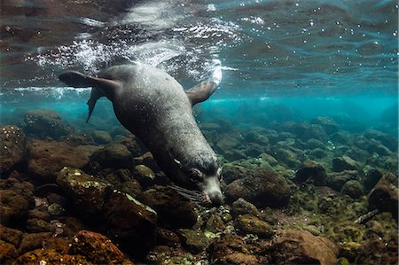 simsearch:6119-09073816,k - Bull Galapagos sea lion (Zalophus wollebaeki) underwater at Santiago Island, Galapagos, Ecuador, South America Foto de stock - Sin royalties Premium, Código: 6119-09073832