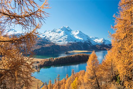 Colorful woods around Lake Sils framed by snowy peaks in the background, Maloja, Canton of Graubunden, Engadine, Switzerland, Europe Fotografie stock - Premium Royalty-Free, Codice: 6119-09073953