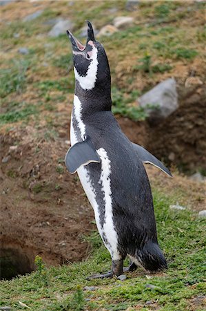 penguin - Magellanic penguin (Spheniscus magellanicus) calling, giving a warning call, Patagonia, Chile, South America Stock Photo - Premium Royalty-Free, Code: 6119-09073912