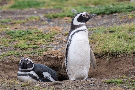 Magellanic penguin (Spheniscus magellanicus), a pair of breeding penguins on their nest, Patagonia, Chile, South America Photographie de stock - Premium Libres de Droits, Code: 6119-09073916