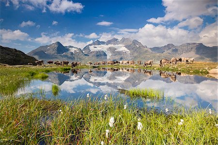 simsearch:6119-09073943,k - Cows grazing on green pastures surrounding the alpine lake, Val Bugliet, Canton of Graubunden, Engadine, Switzerland, Europe Stockbilder - Premium RF Lizenzfrei, Bildnummer: 6119-09073932