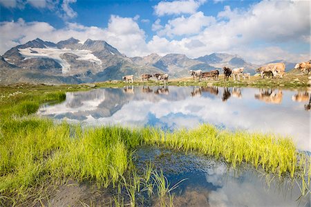 simsearch:6119-09073943,k - Cows grazing on green pastures surrounding the alpine lake, Val Bugliet, Canton of Graubunden, Engadine, Switzerland, Europe Stockbilder - Premium RF Lizenzfrei, Bildnummer: 6119-09073935