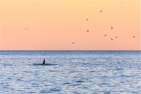 A killer whale in the cold sea framed by seagulls flying in pink sky at dawn, Tungeneset, Senja, Troms, Norway, Scandinavia, Europe Foto de stock - Royalty Free Premium, Número: 6119-09074074