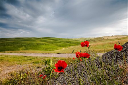 Red flowers and clouds frame the gentle green hills of Val d'Orcia, UNESCO World Heritage Site, Province of Siena, Tuscany, Italy, Europe Stock Photo - Premium Royalty-Free, Code: 6119-09074006