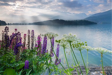 simsearch:6119-09074049,k - The multi coloured lupins frame the calm water of Lake Sils at dawn, Maloja, canton of Graubunden, Engadine, Switzerland, Europe Photographie de stock - Premium Libres de Droits, Code: 6119-09074154