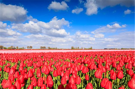 Blue sky and sun on fields of red tulips during spring bloom, Oude-Tonge, Goeree-Overflakkee, South Holland, The Netherlands, Europe Foto de stock - Sin royalties Premium, Código: 6119-09074184