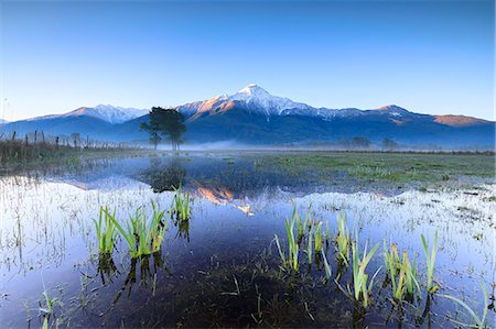 reed - The snowy peak of Mount Legnone reflected in the flooded land at dawn, Pian di Spagna, Valtellina, Lombardy, Italy, Europe Stock Photo - Premium Royalty-Free, Code: 6119-09074201