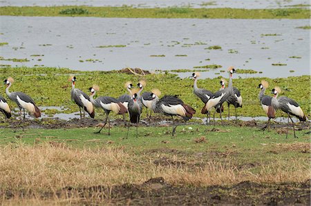 Grey Crowned Crane (Balearica regulorum), Uganda, Africa Foto de stock - Sin royalties Premium, Código: 6119-09074351
