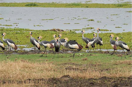 Grey Crowned Crane (Balearica regulorum), Uganda, Africa Stock Photo - Premium Royalty-Free, Code: 6119-09074351