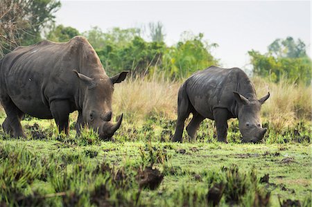 simsearch:841-09086267,k - White Rhinoceros (Ceratotherium simum), Uganda, Africa Photographie de stock - Premium Libres de Droits, Code: 6119-09074355